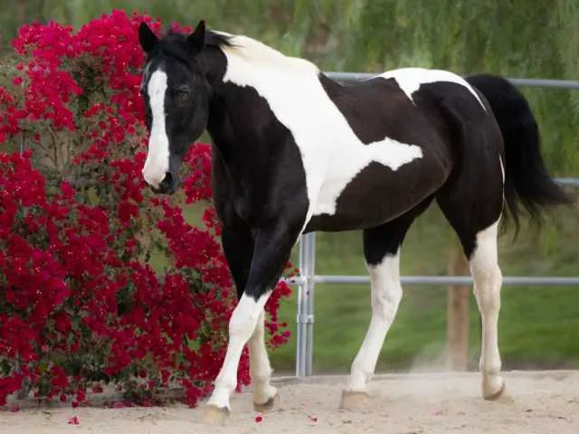 Equine-Assisted Therapy