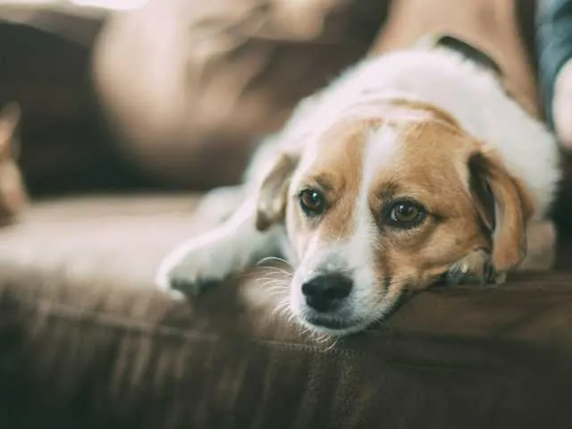 Pet-Friendly Center