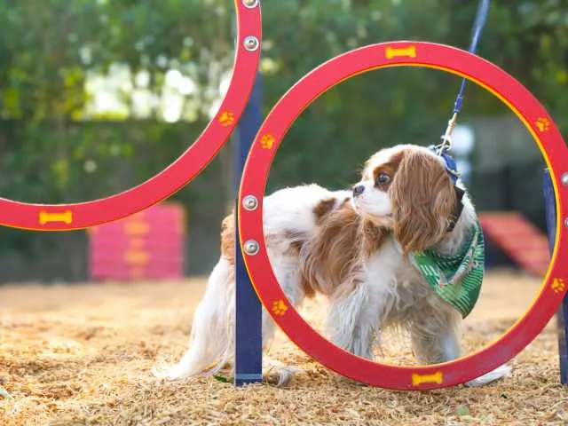 Bring a Pet to Help Facilitate Recovery