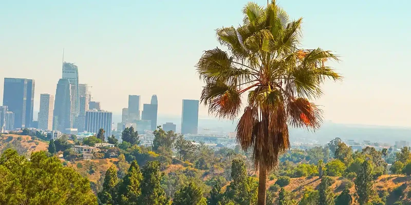 palm trees plants against sky city
