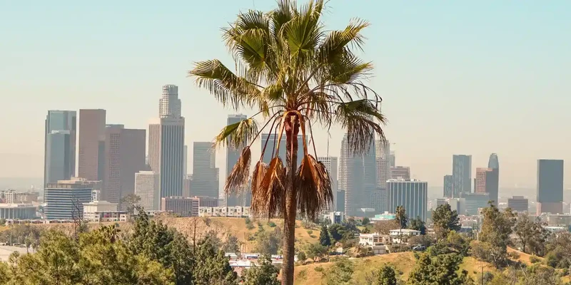 trees plants growing city against clear sky